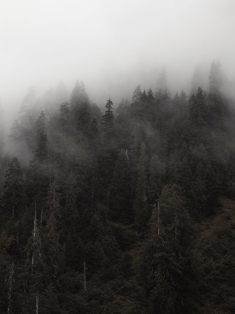 Rugged Foggy Forest