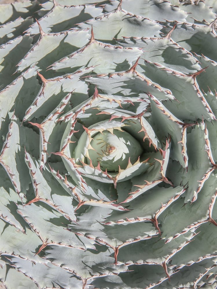 Agave