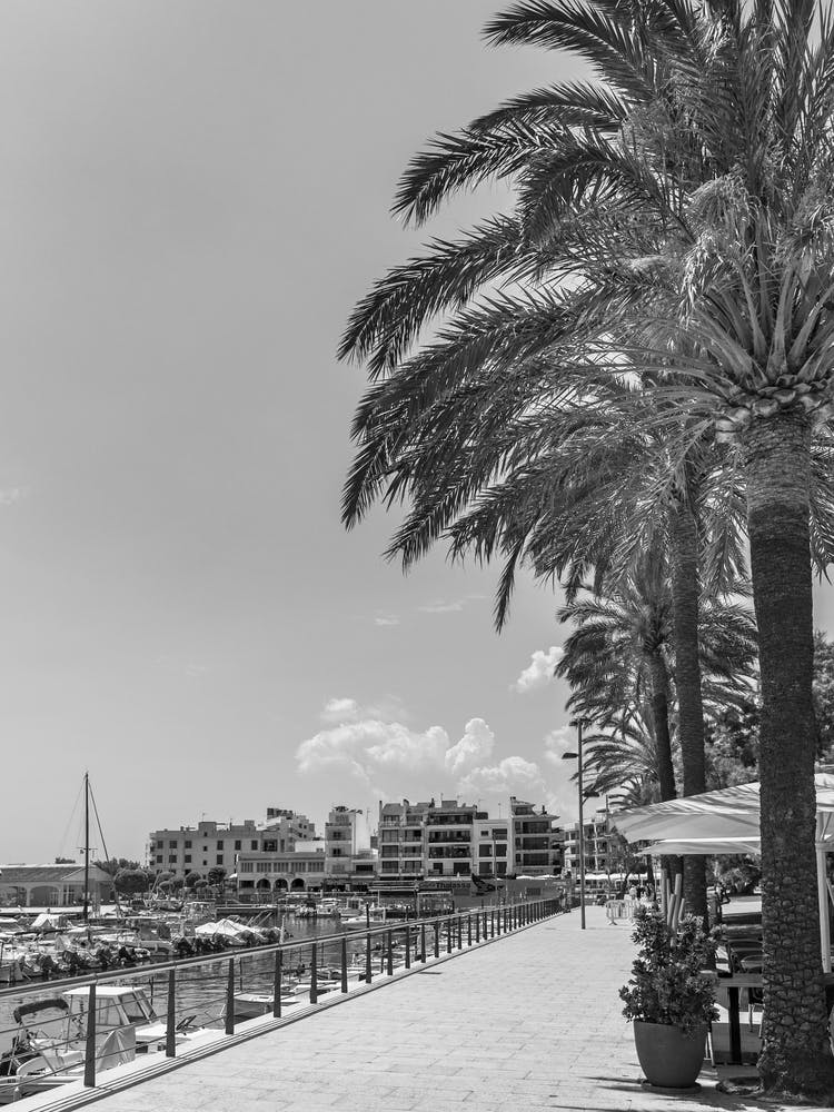 Palm Trees On The Promenade Mallorca Cala Millor Black White