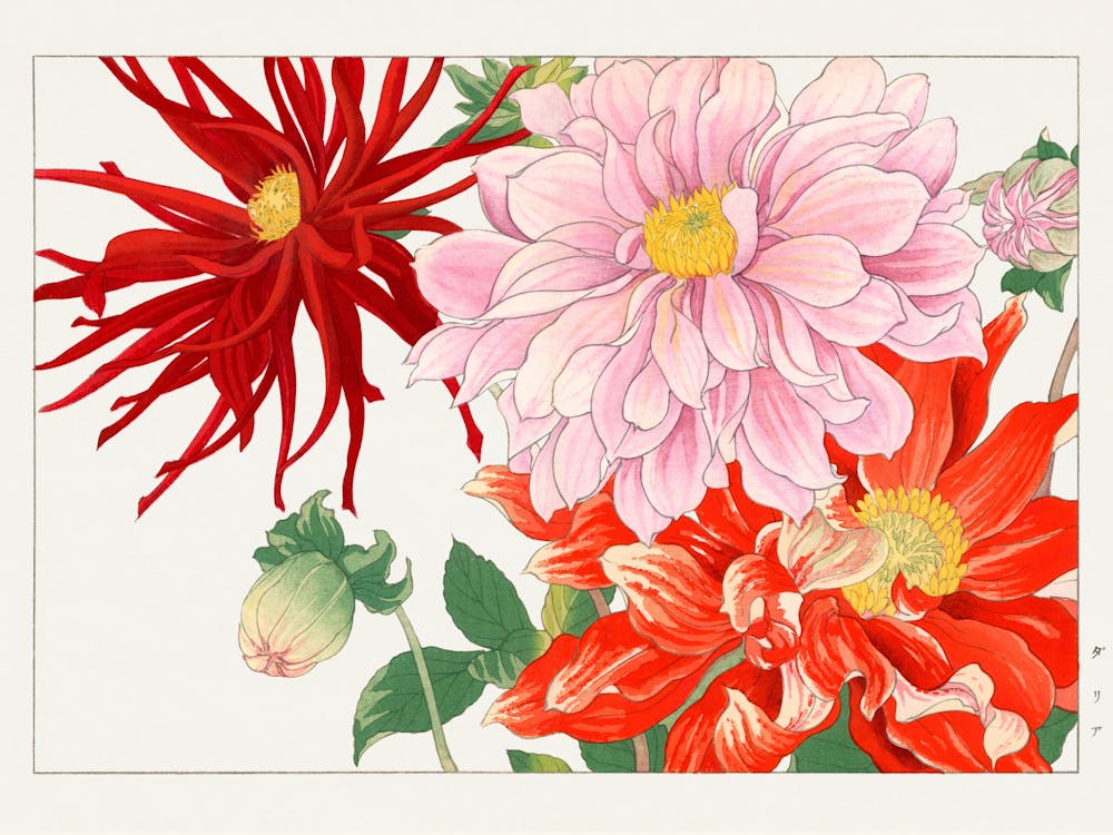 Dahlias