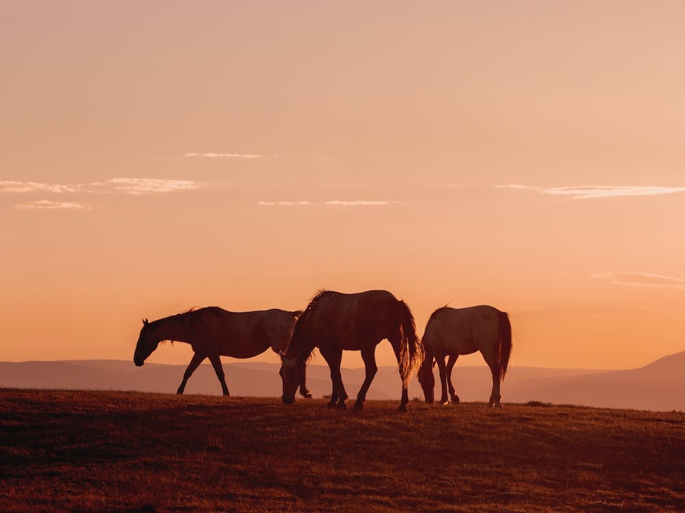Three Horse Sunset