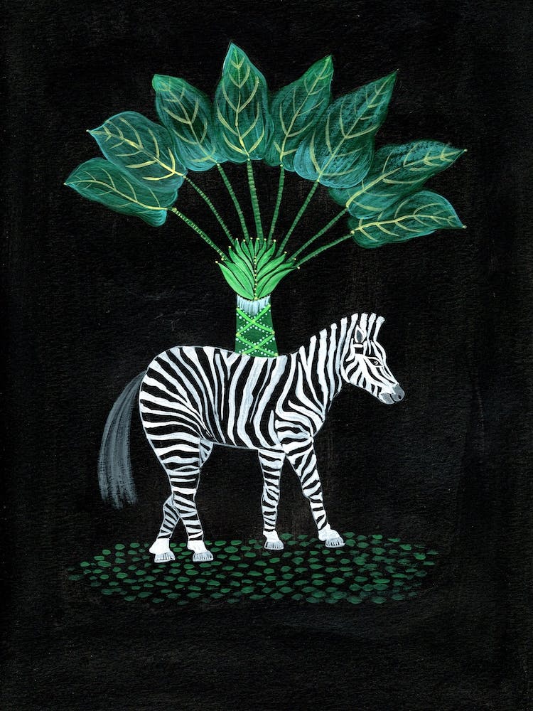Topial Zebra