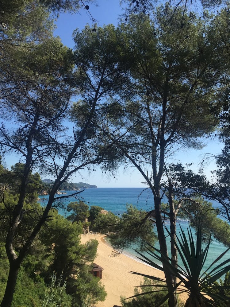 Beach View From The Trees | Seascape photography
