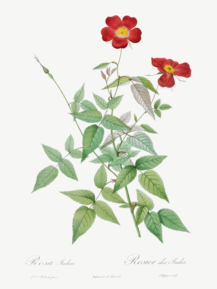 Rose, Pierre Joseph Redoute
