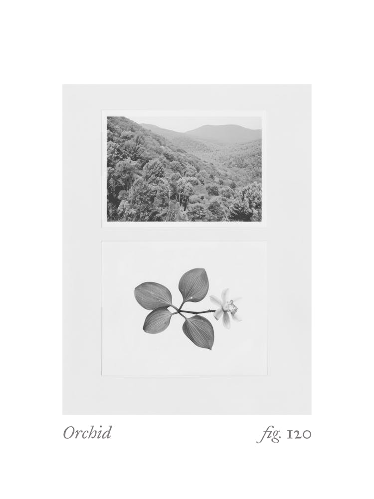 Orchid Botanical Collage 2