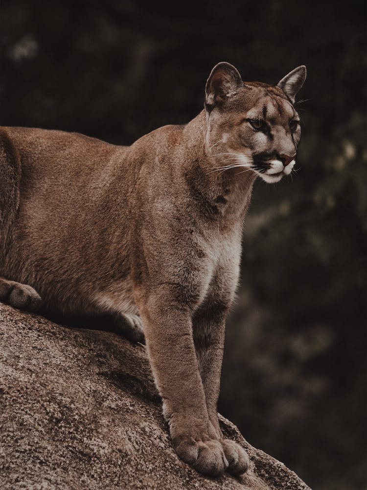 Woodland Predator