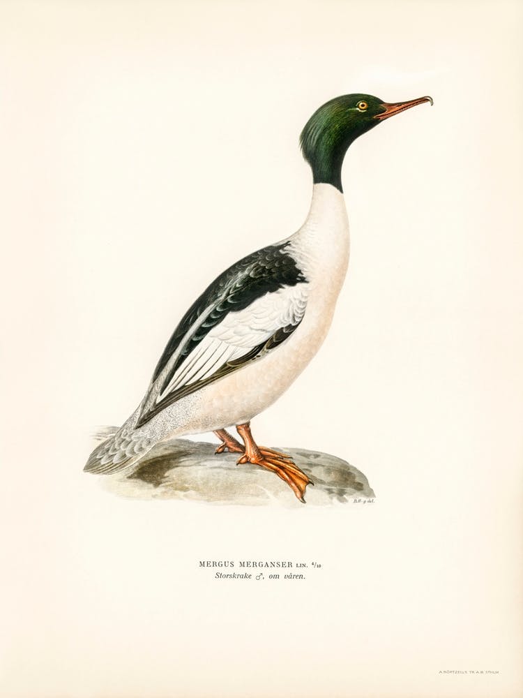 Common Merganser, Goosander In Spring Male, The Von Wright Brothers