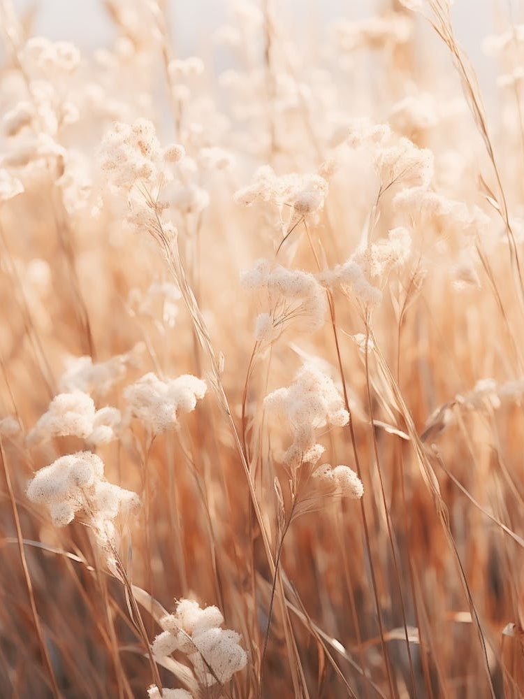 Boho Dried Flowers Forget Me Not 6