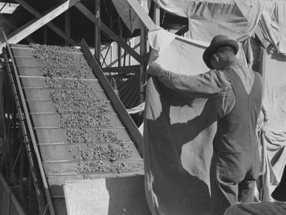 Hops Coming From Portable Type Mechanical Picker, Yakima Chief Hop Ranch, Yakima County, Washington