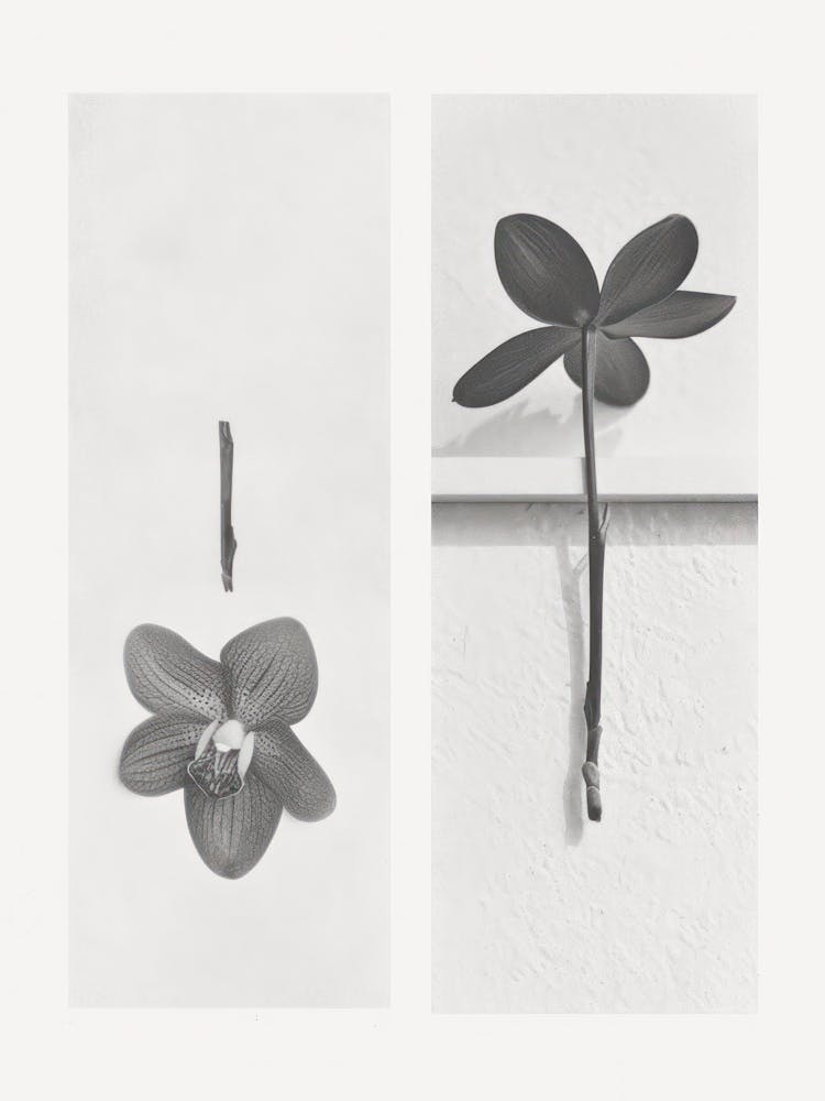 Orchid Flower Photo Collage 4