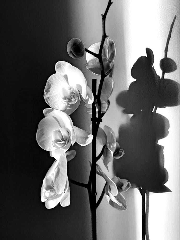Orchid Art 2