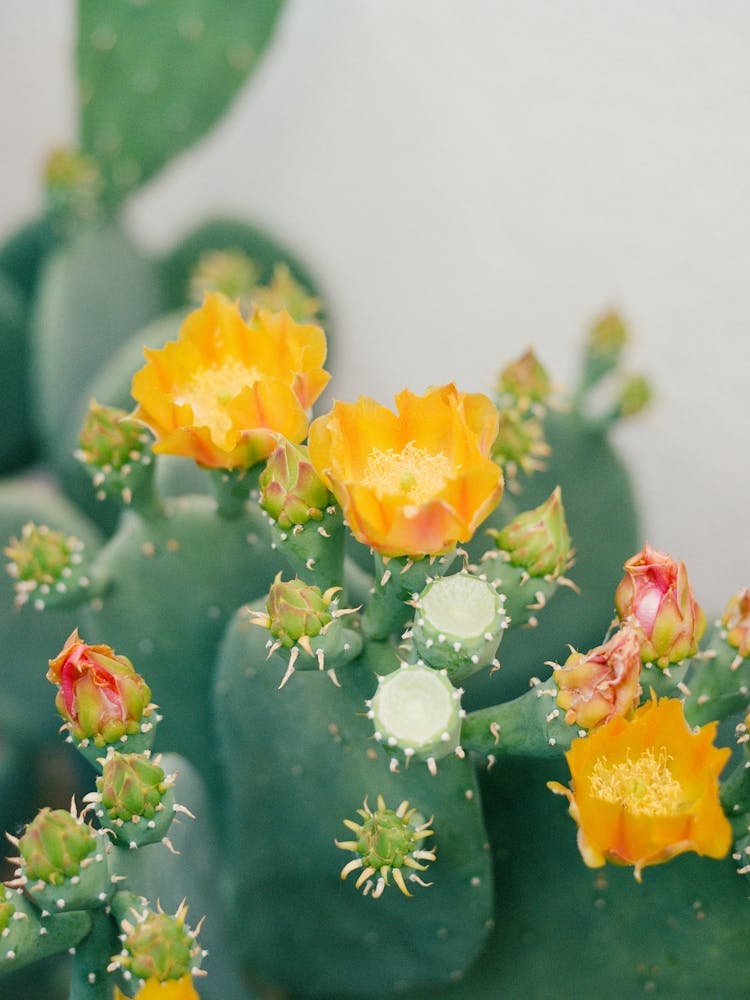 New Mexico Cactus III on Film