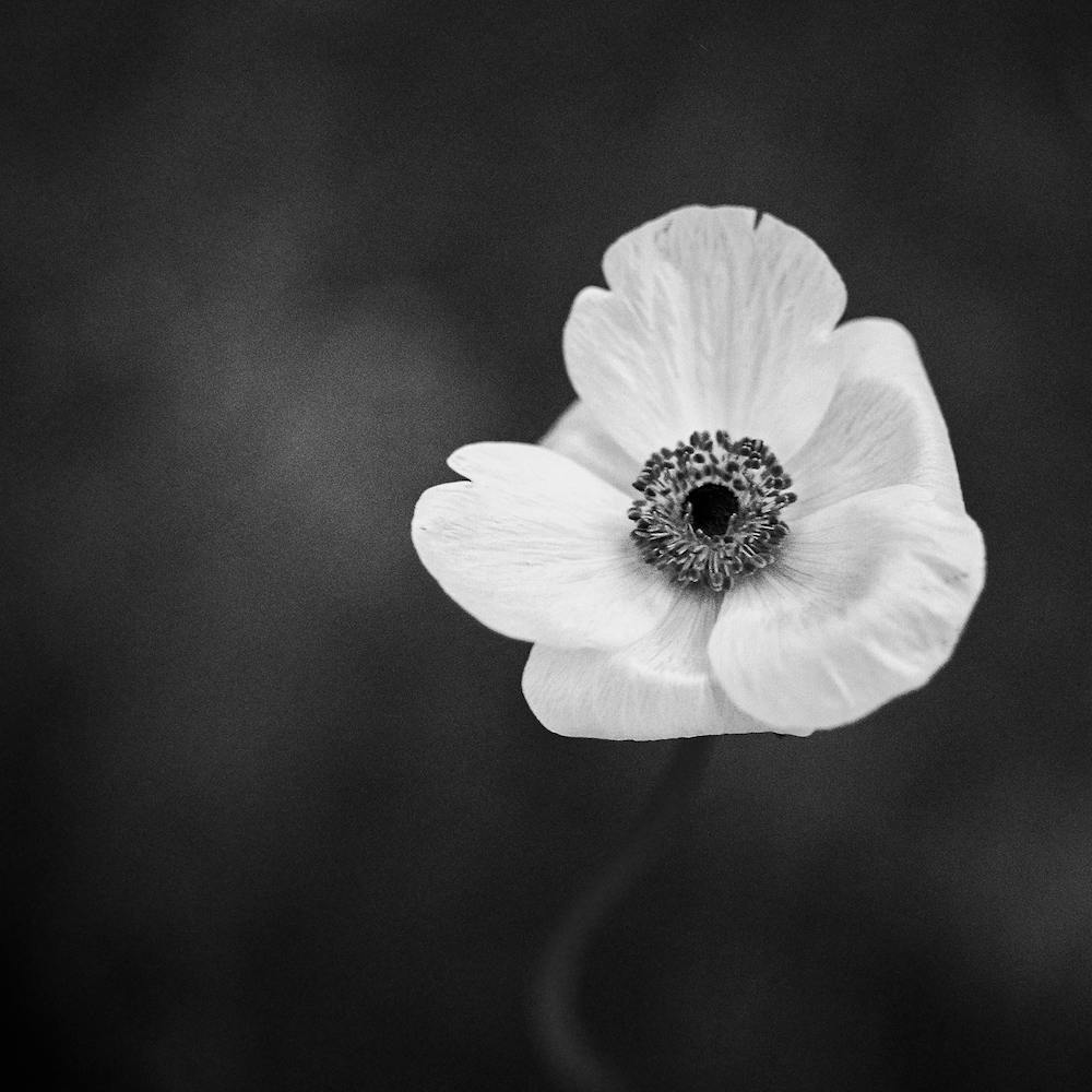 Anemone