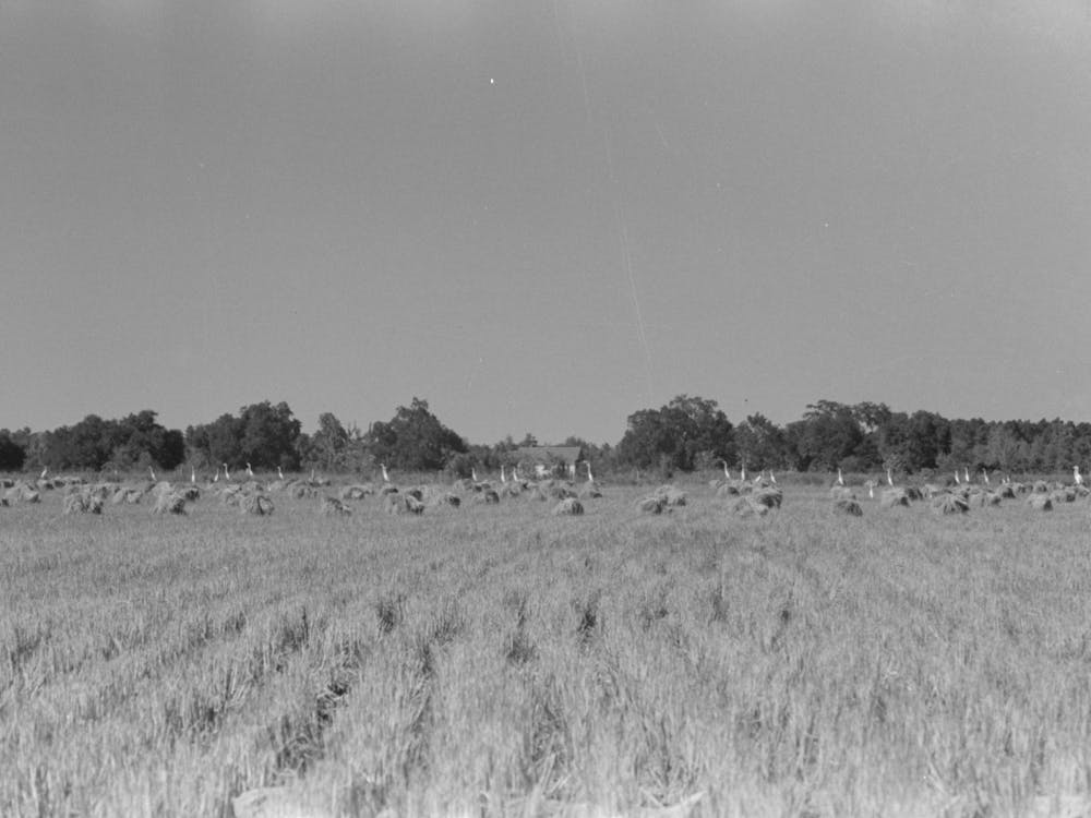 Untitled Photo, Possibly Related To Cranes In Rice Field, Crowley, Louisiana By Russell Lee