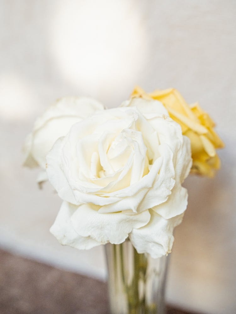 Weiße Rosen