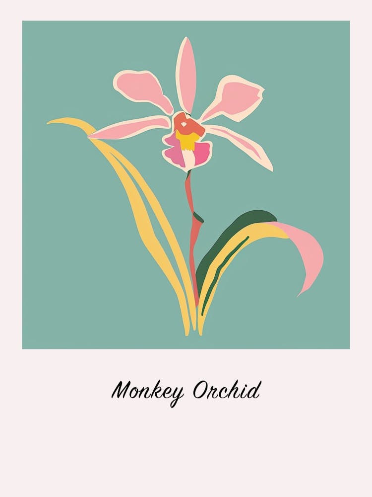 Monkey Orchid 3 Square Flower Illustration Poster