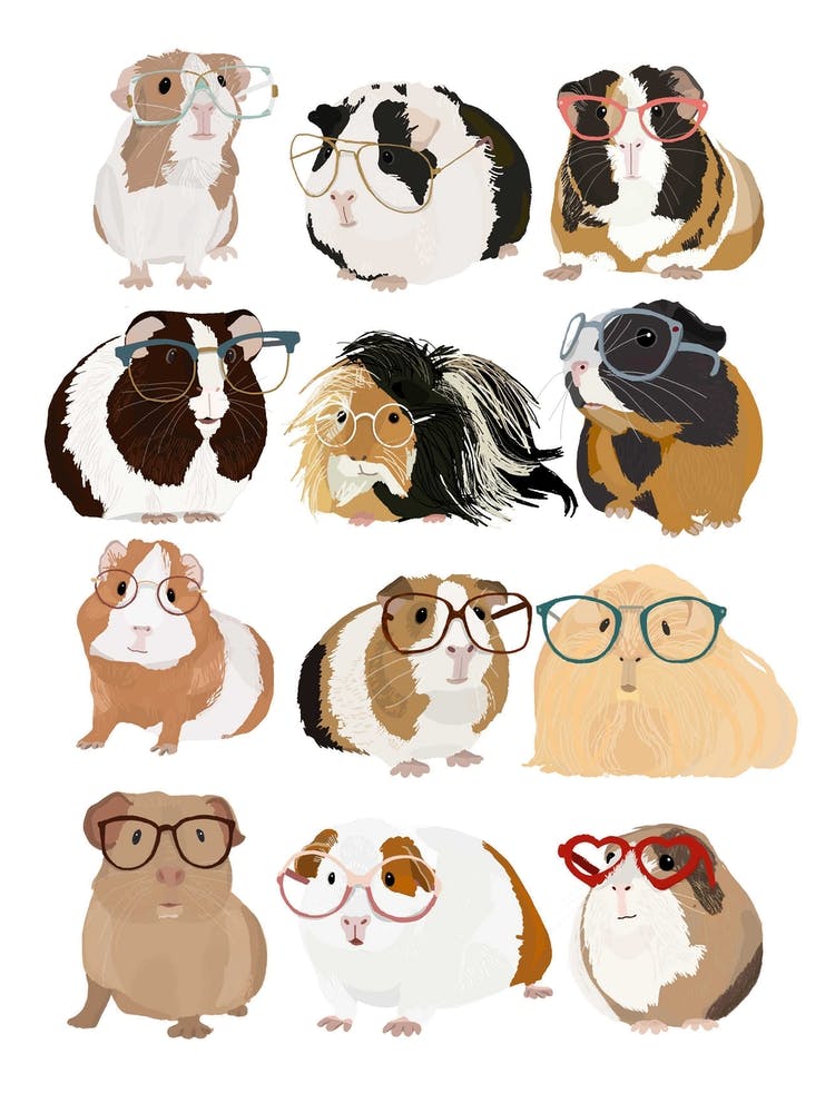 Guinea Pig With Glasses