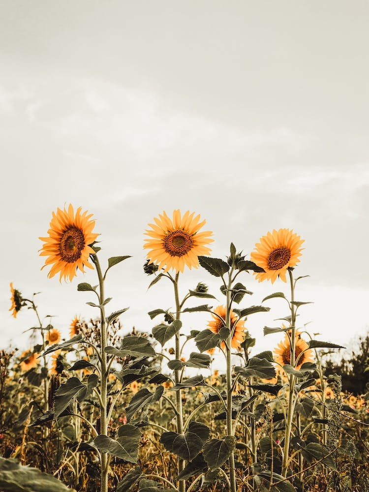 Row Of Sunflowers