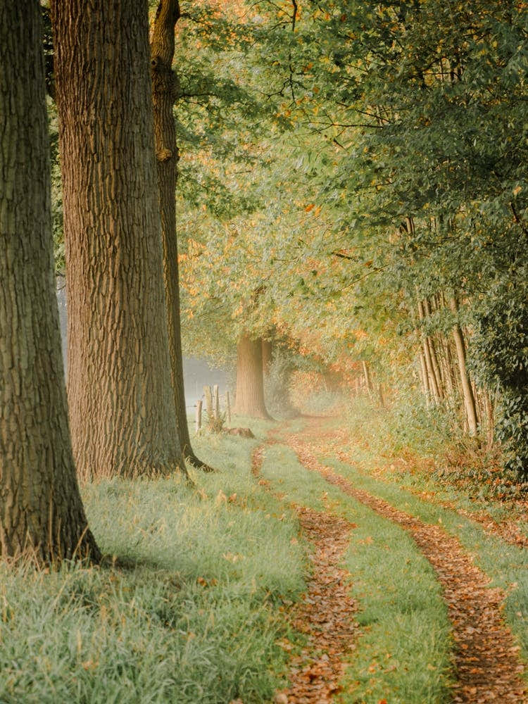 Morning Walk in the Forest