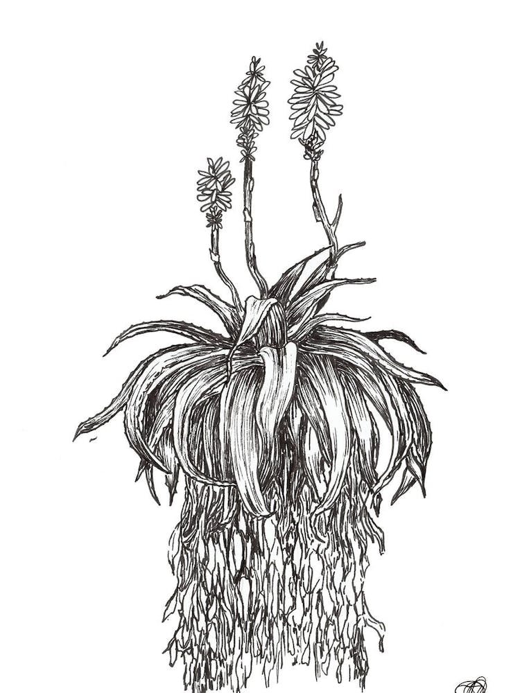 Black and White Aloe with Three Flowers