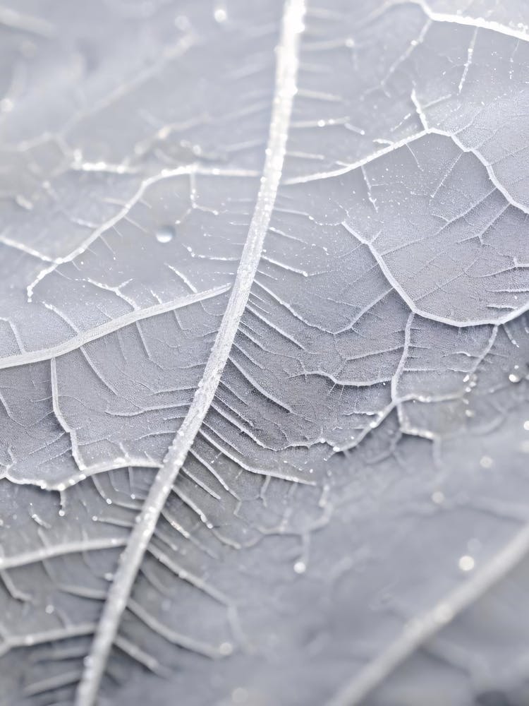 Close Up Of A Leaf