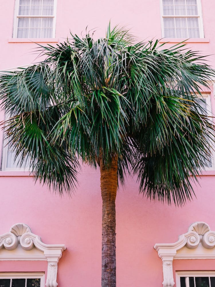 Charleston Pink
