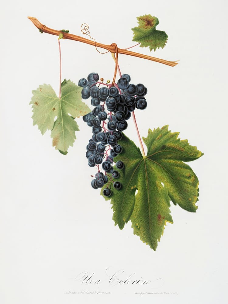 Grape Colorino (Vitis Vinifera Auxiliaria ) From Pomona Italiana (1817 - 1839), Giorgio Gallesio