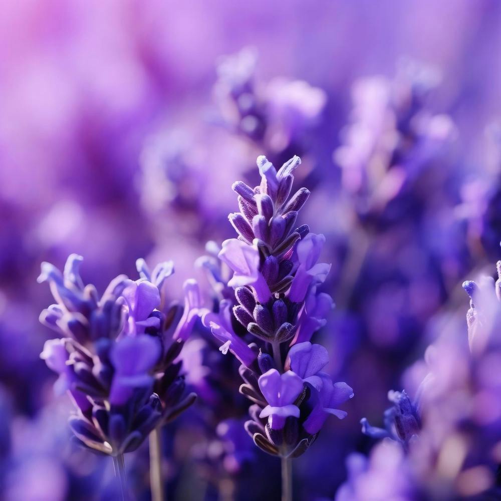 Lavender Flowers 16