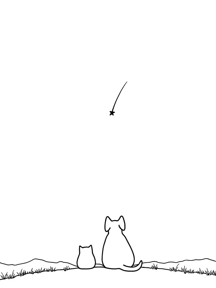 Cat And Dog watching Shooting Star