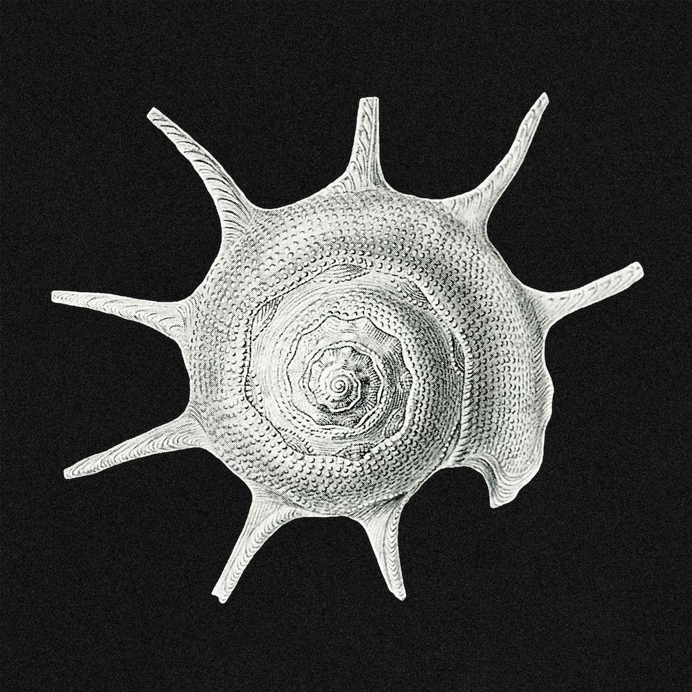 Vintage Shell 1, Ernst Haeckel