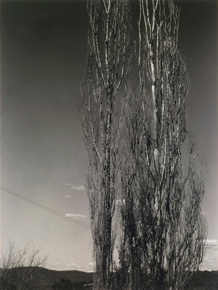 The Two Poplars, Lake George (1934), Alfred Stieglitz