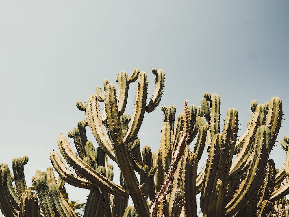 Cactus Against Sky