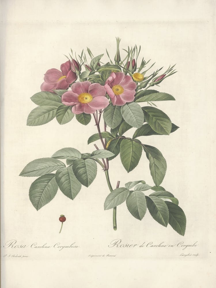Rose Illustration, Pierre Joseph Redoute(102)