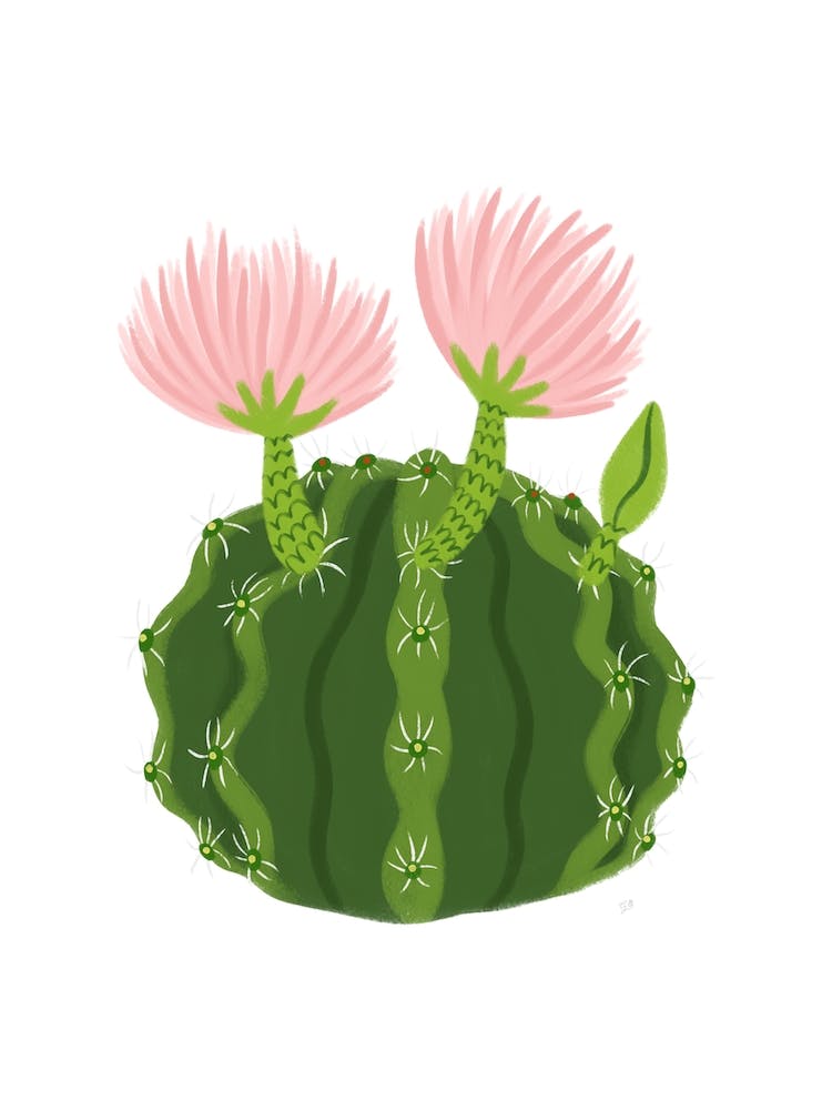 Cactus Flowers