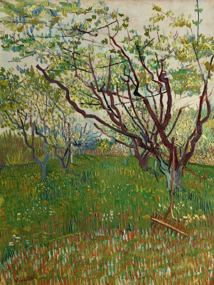 Orchard Of Trees