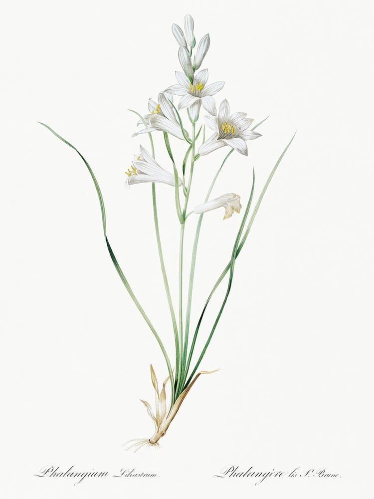 Paradise Lily Illustration aus Les Liliacées (1805), Pierre Joseph Redoute