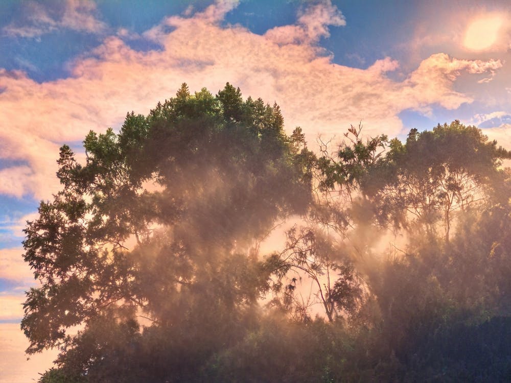 Misty Summer's Morning