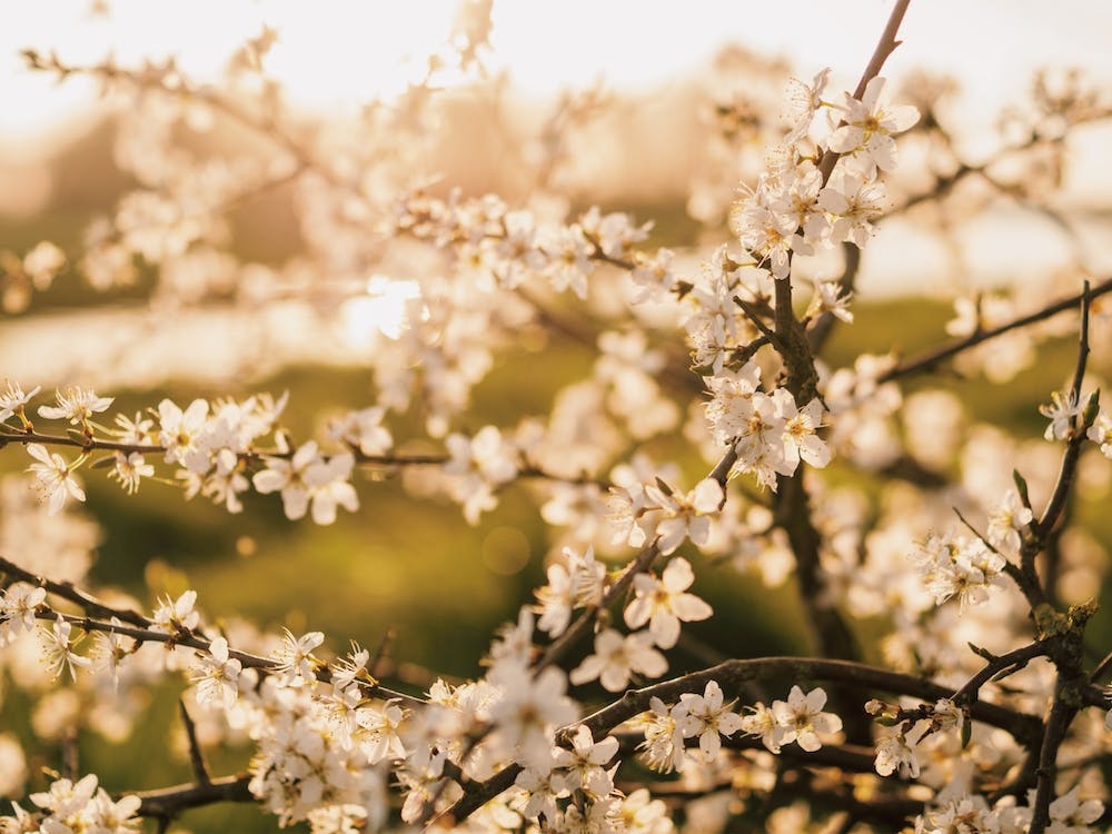 White Flower Tree
