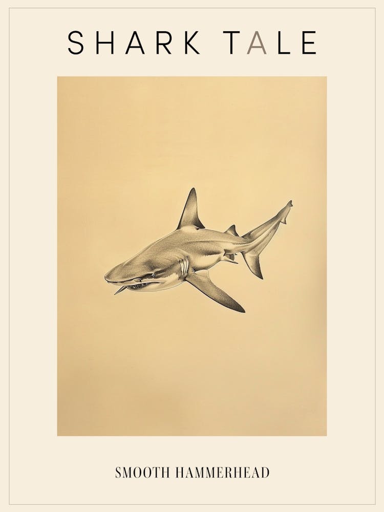 Vintage Smooth Hammerhead Shark Pencil Illustration 1 Poster