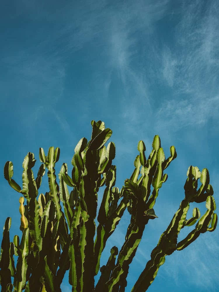 Cactus Sky