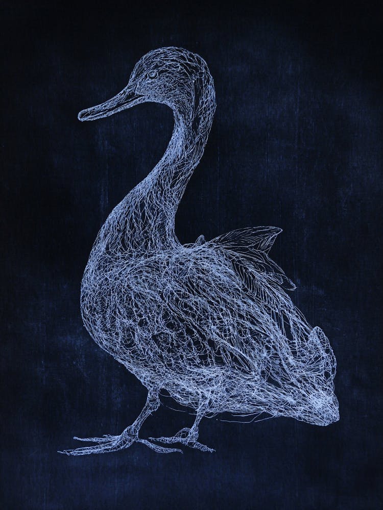 Duck On A Blackboard