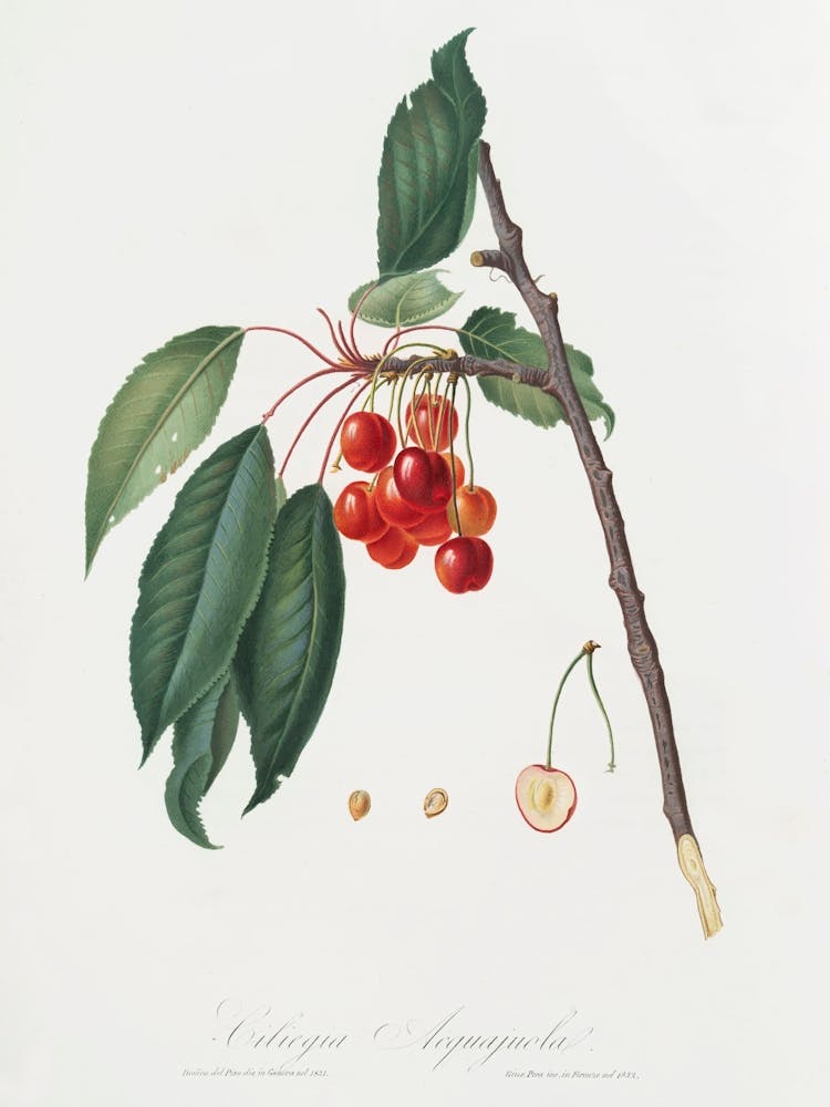 Cherry (Prunus Avium) From Pomona Italiana (1817 - 1839), Giorgio Gallesio