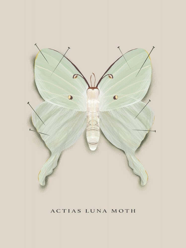 Luna Moth