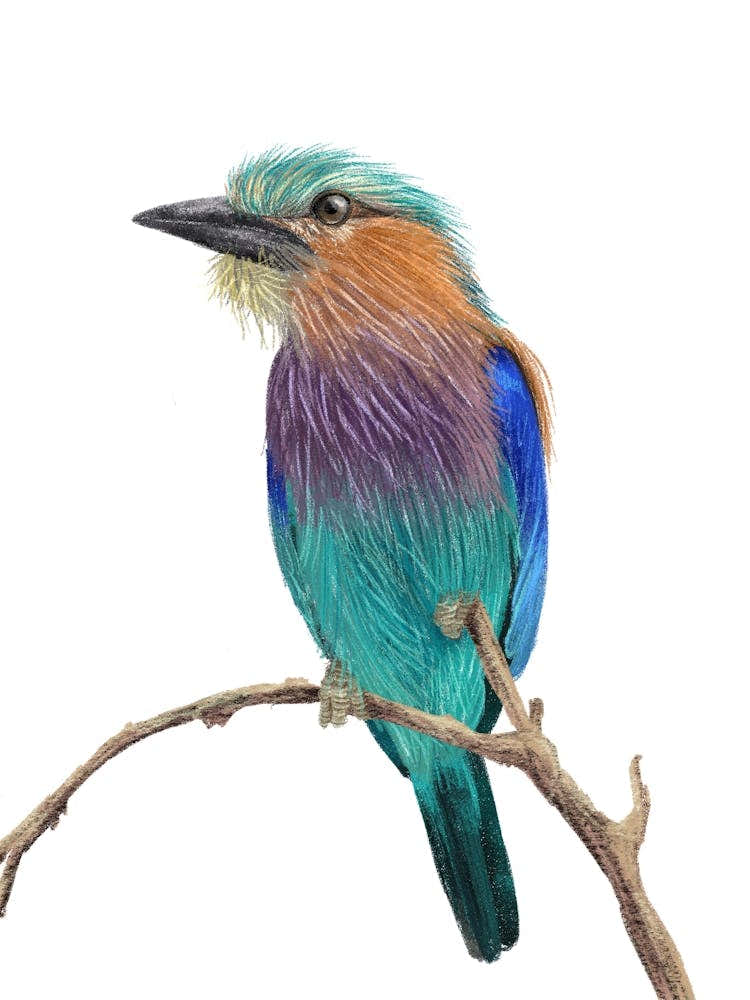 Lilac Breasted Roller Bird