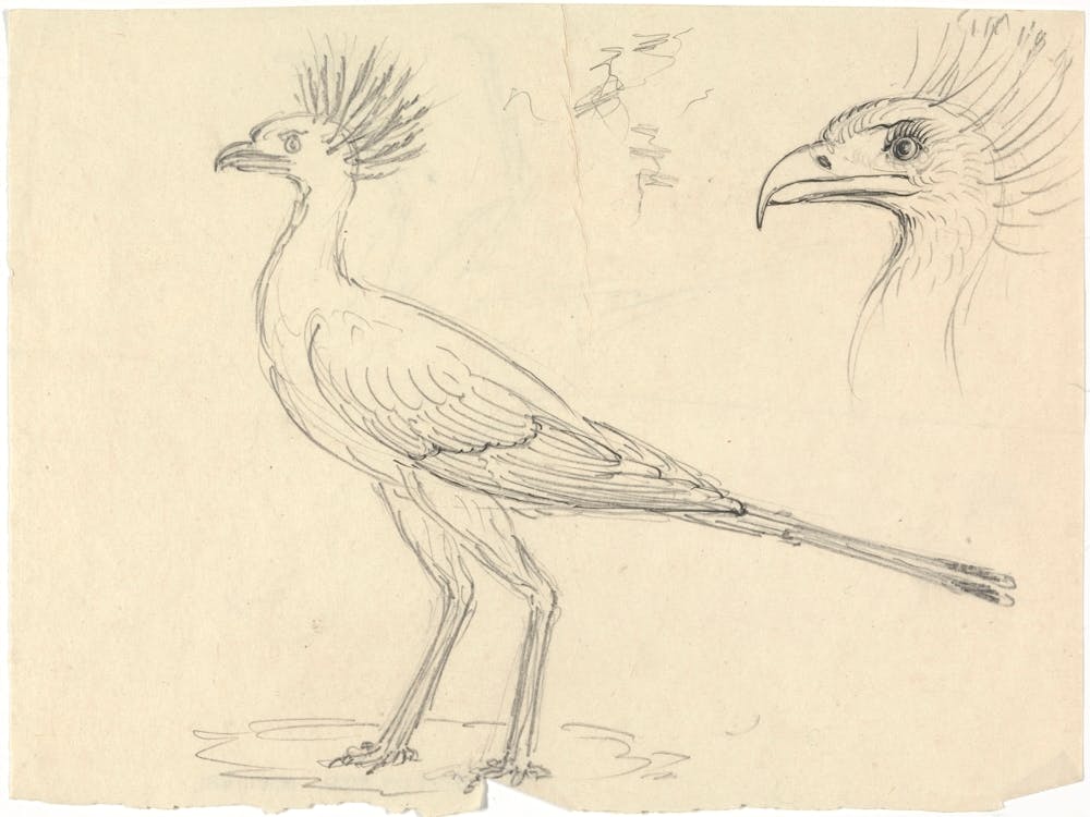 Secretary Bird, Luigi Balugan