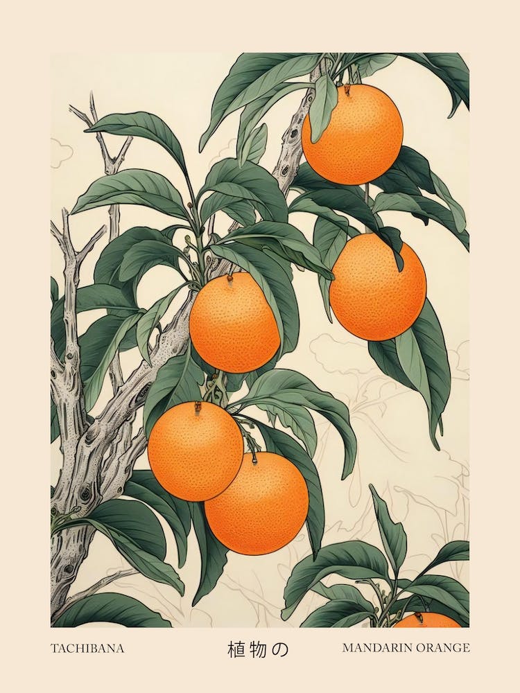 Tachibana Mandarin Orange 1 Vintage Japanese Botanical Poster