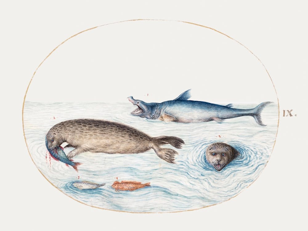 Shark, Seals And Fish (1575–1580), Joris Hoefnagel