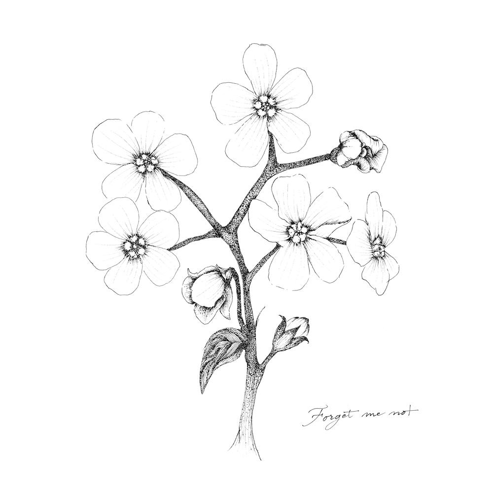 Forget Me Not 2