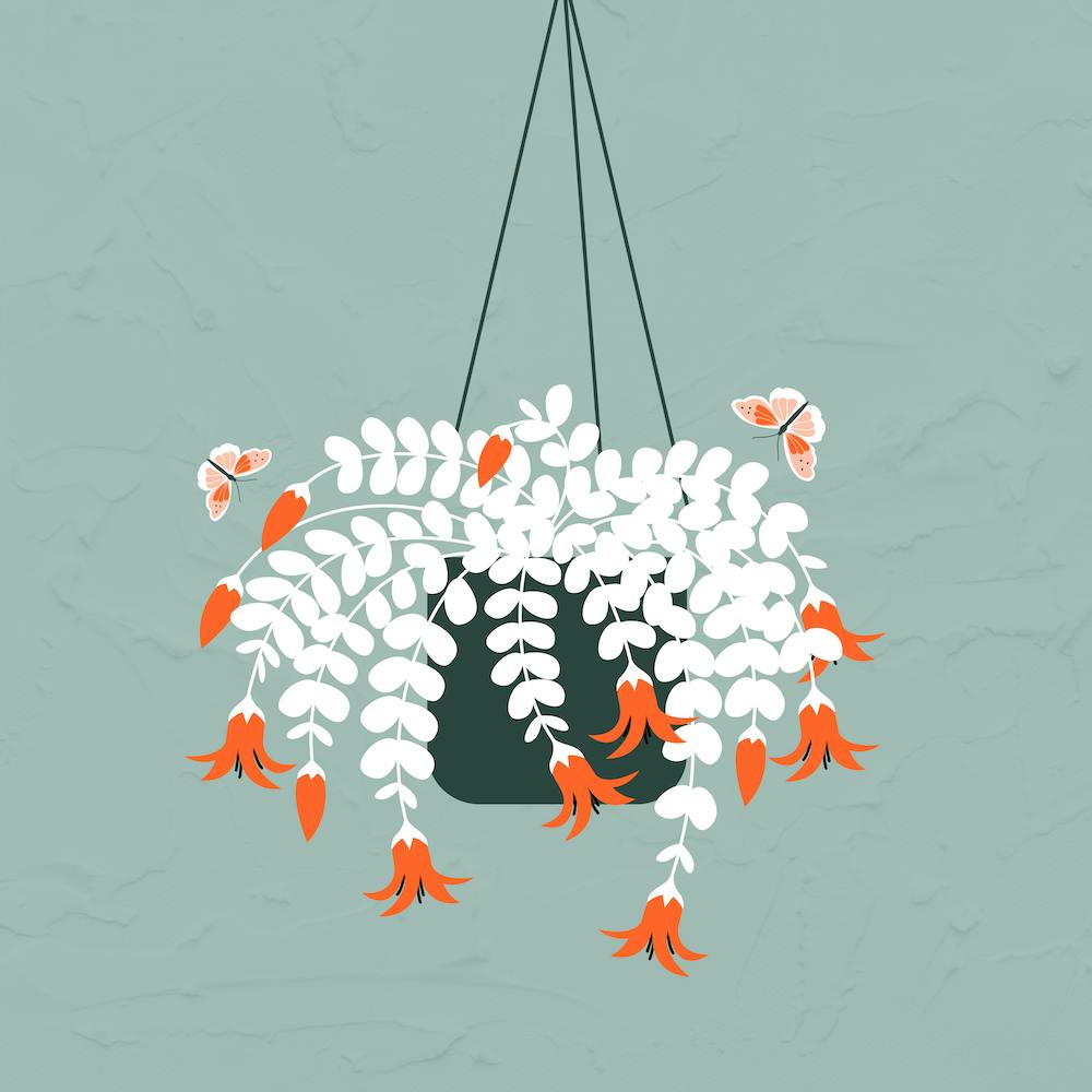Hanging Plant