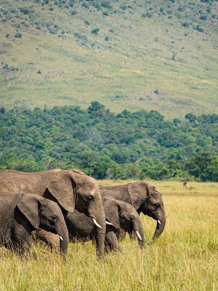 Herd Of Elephants In The Wild